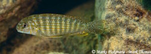 Labidochromis maculicauda 'Cape Kaiser'